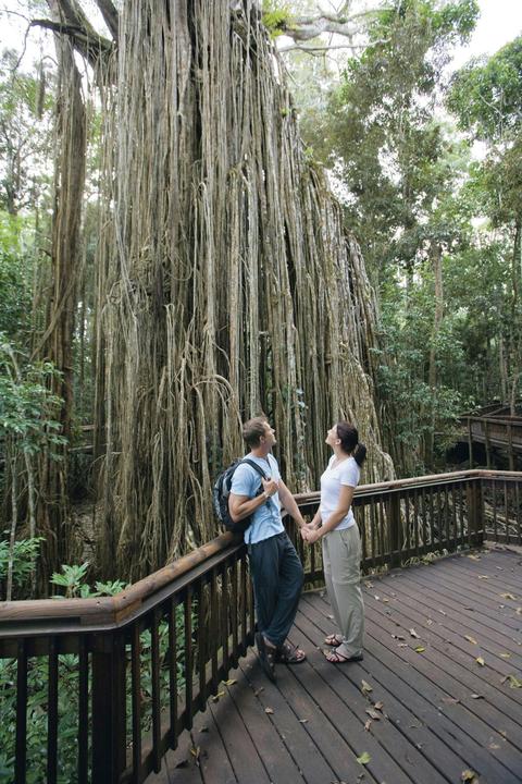 Curtain Fig Tree, Yungaburra