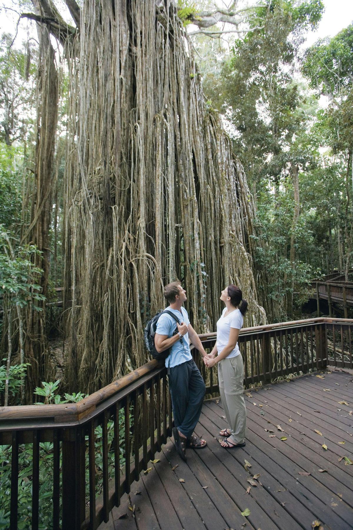 Curtain Fig Tree