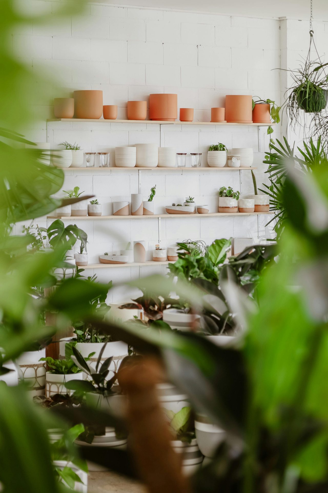Mowgli Studio