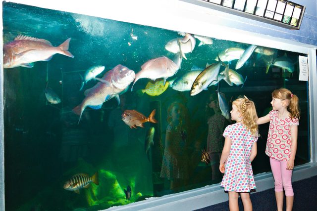 Merimbula Aquarium