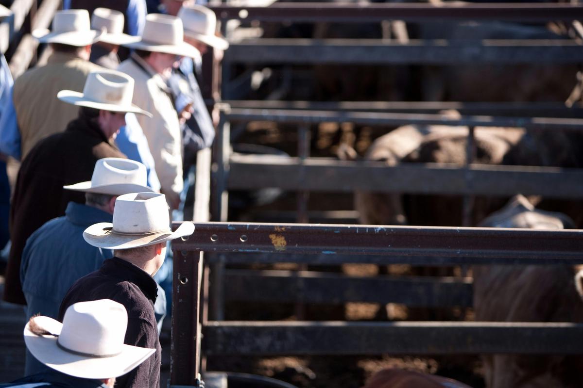 Cattle Sales, Dalby