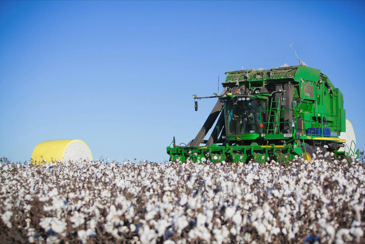 Cotton
