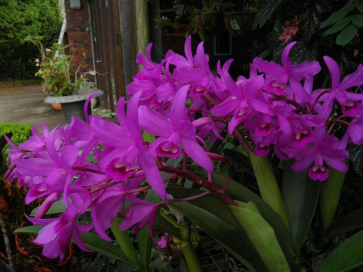 flower