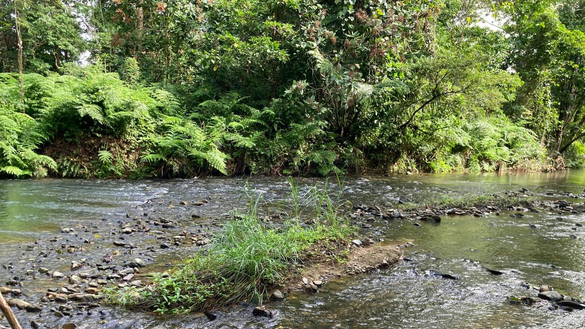 Beautiful running Creek 