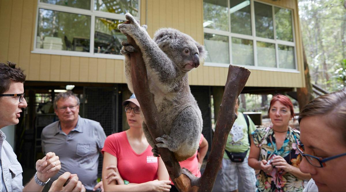 Get up close and learn about koalas in the Daisy Hill Koala Centre.