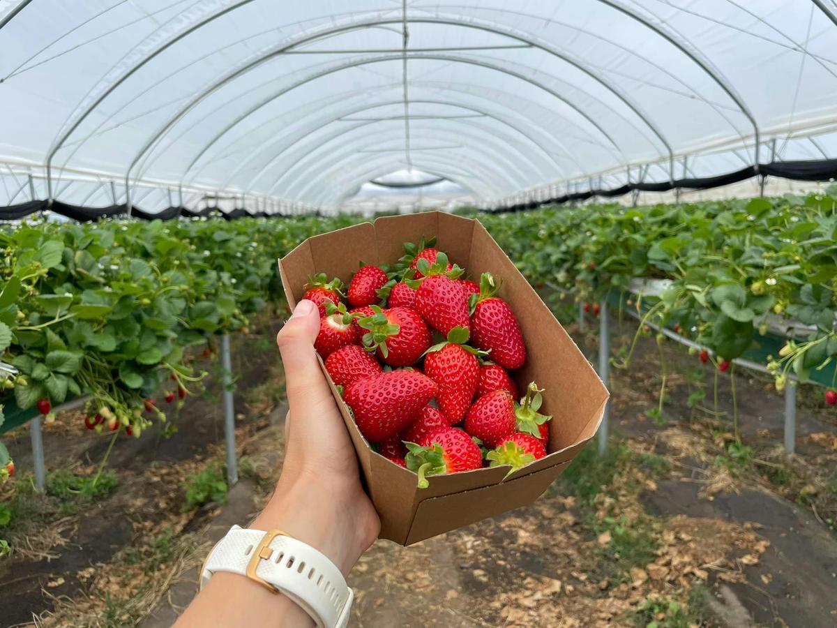 Pick Your Own
