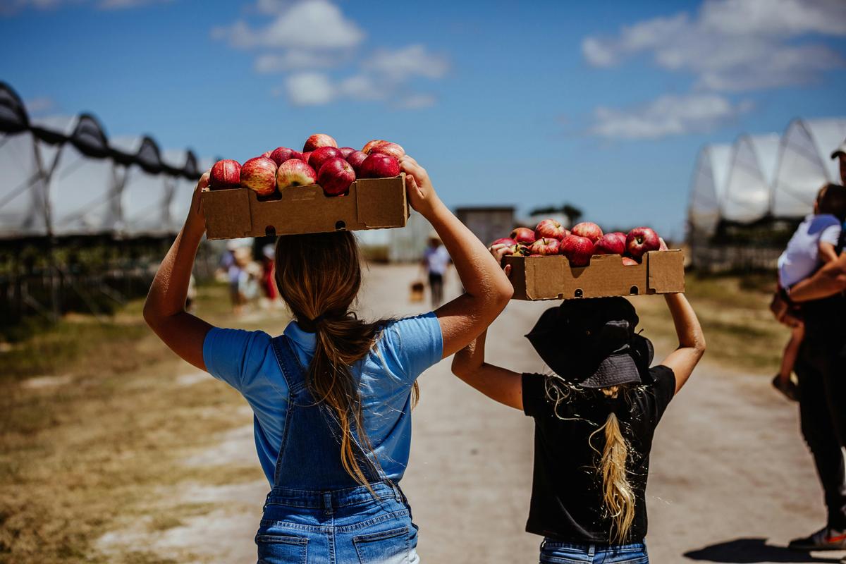 Pick Your Own Apples