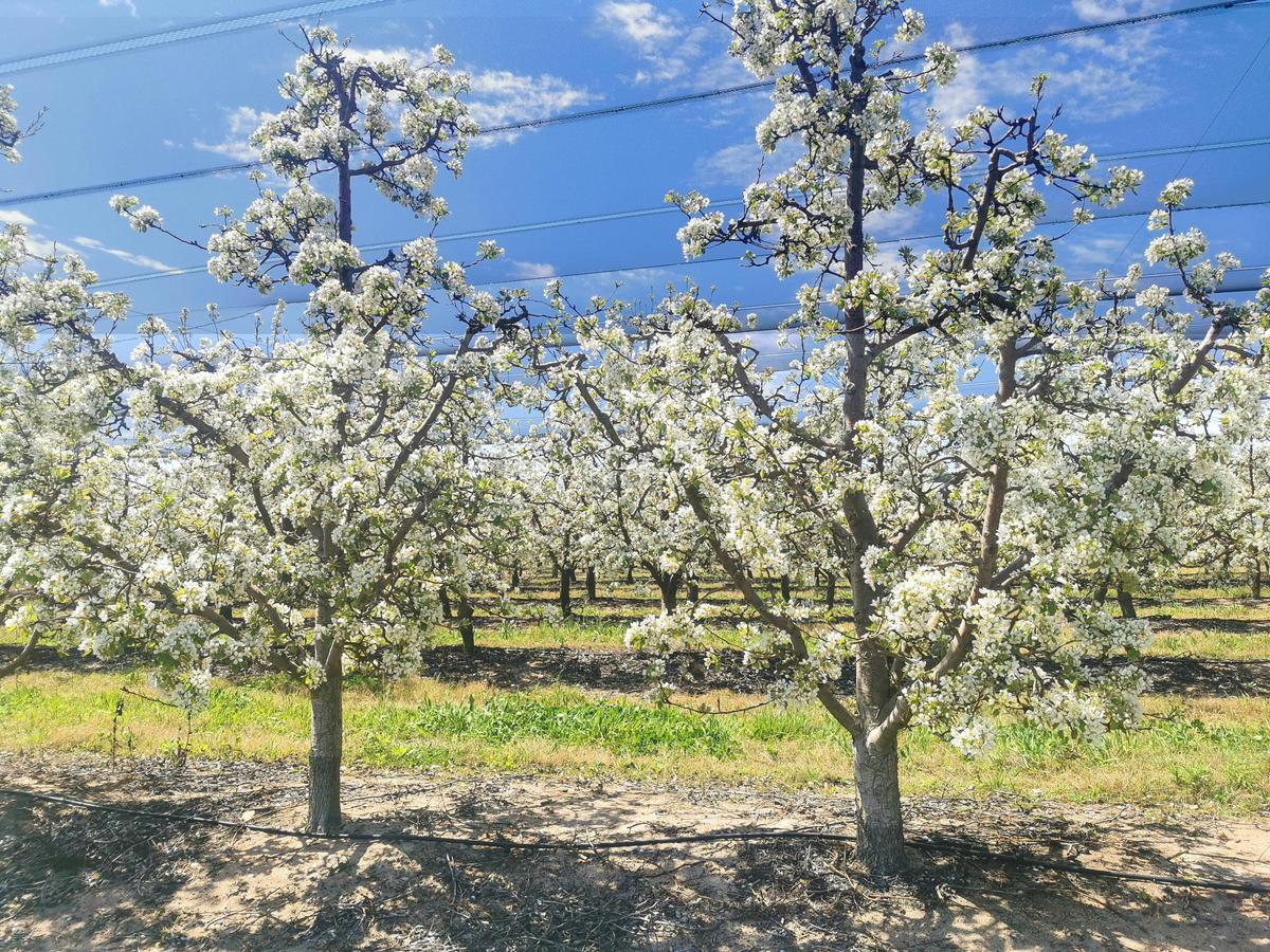 Apple Blossom
