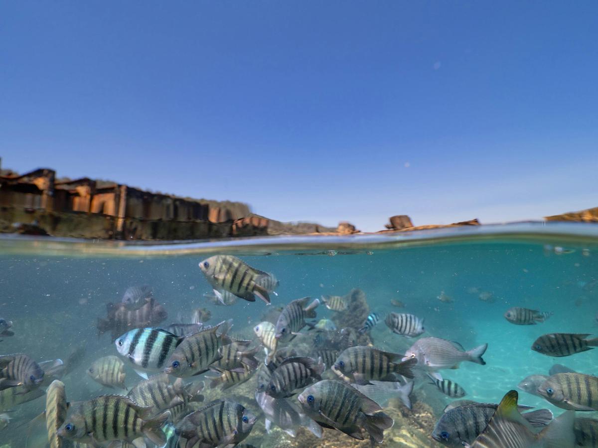 Moreton Island Eco Marine Safari Cruise and Snorkel