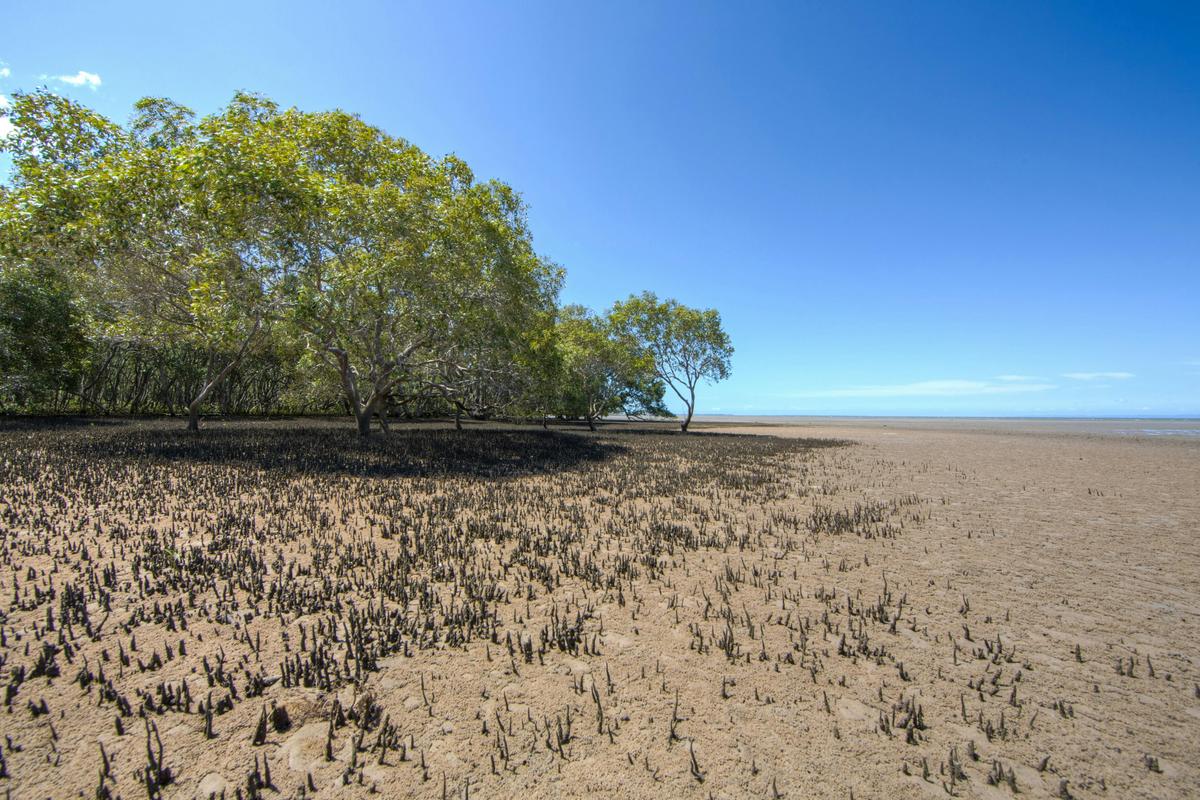 Deception Bay Cottonwood Walk & Heritage Trail Mangroves