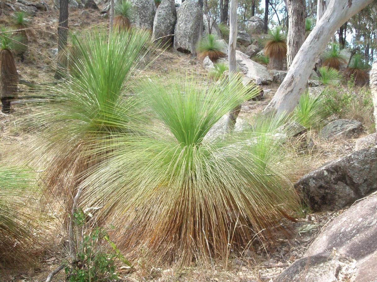 Nature at Coomba Falls waterhole near Maidenwell