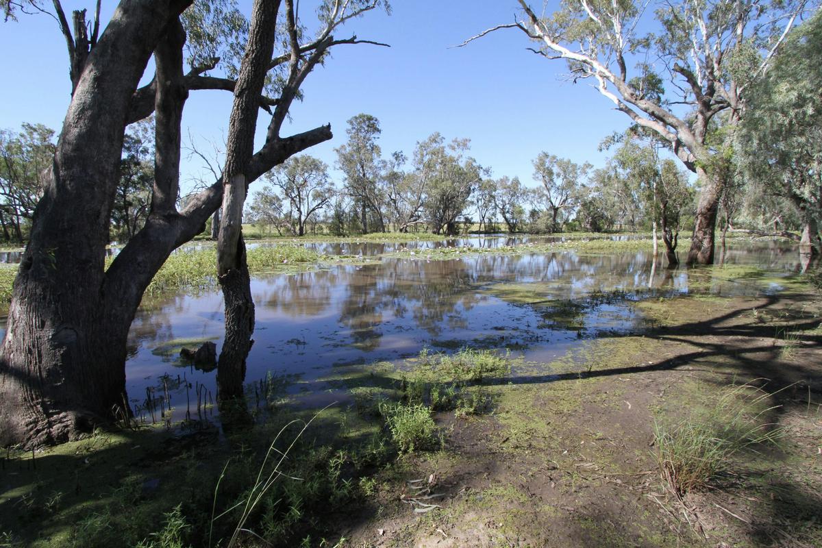 Lagoon, Condamine