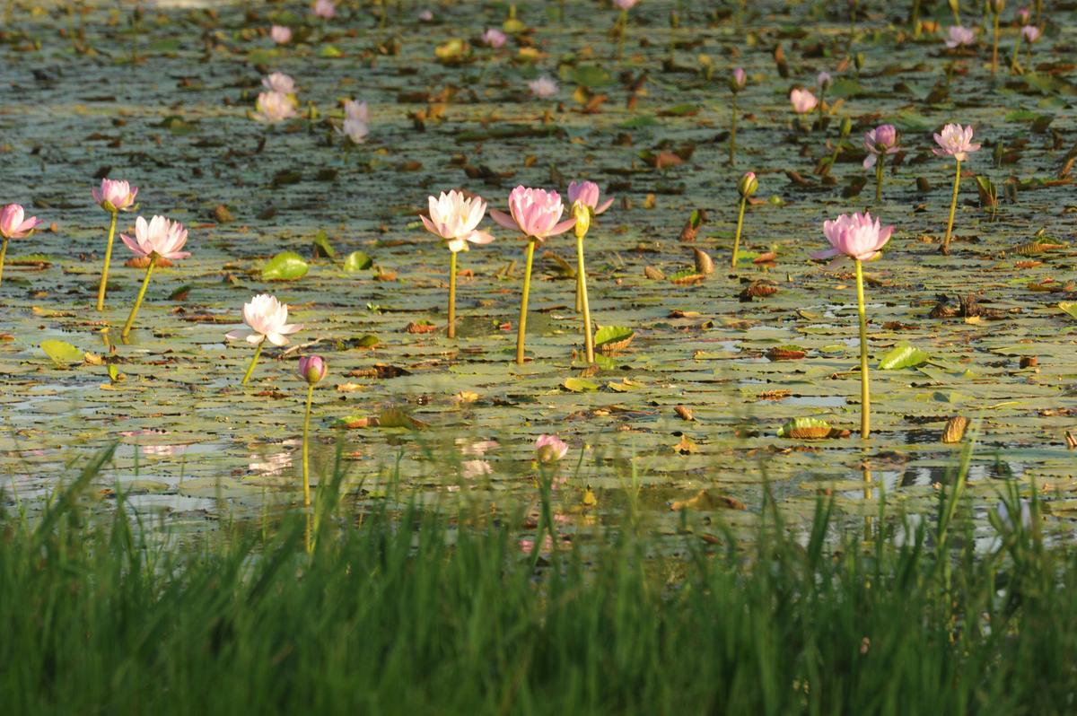 Lagoon, Western Downs
