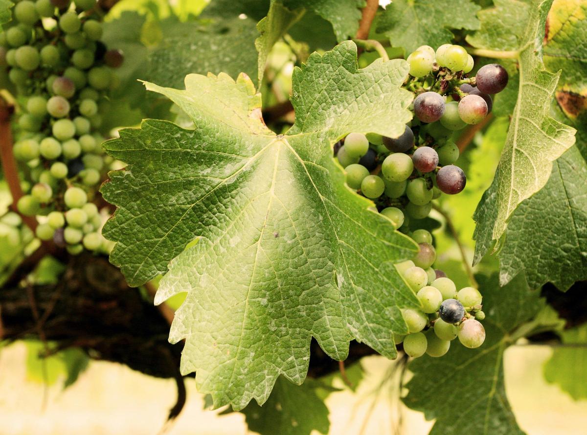Grapes, Crows Nest