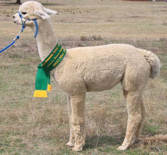 Marchmont Park Alpacas