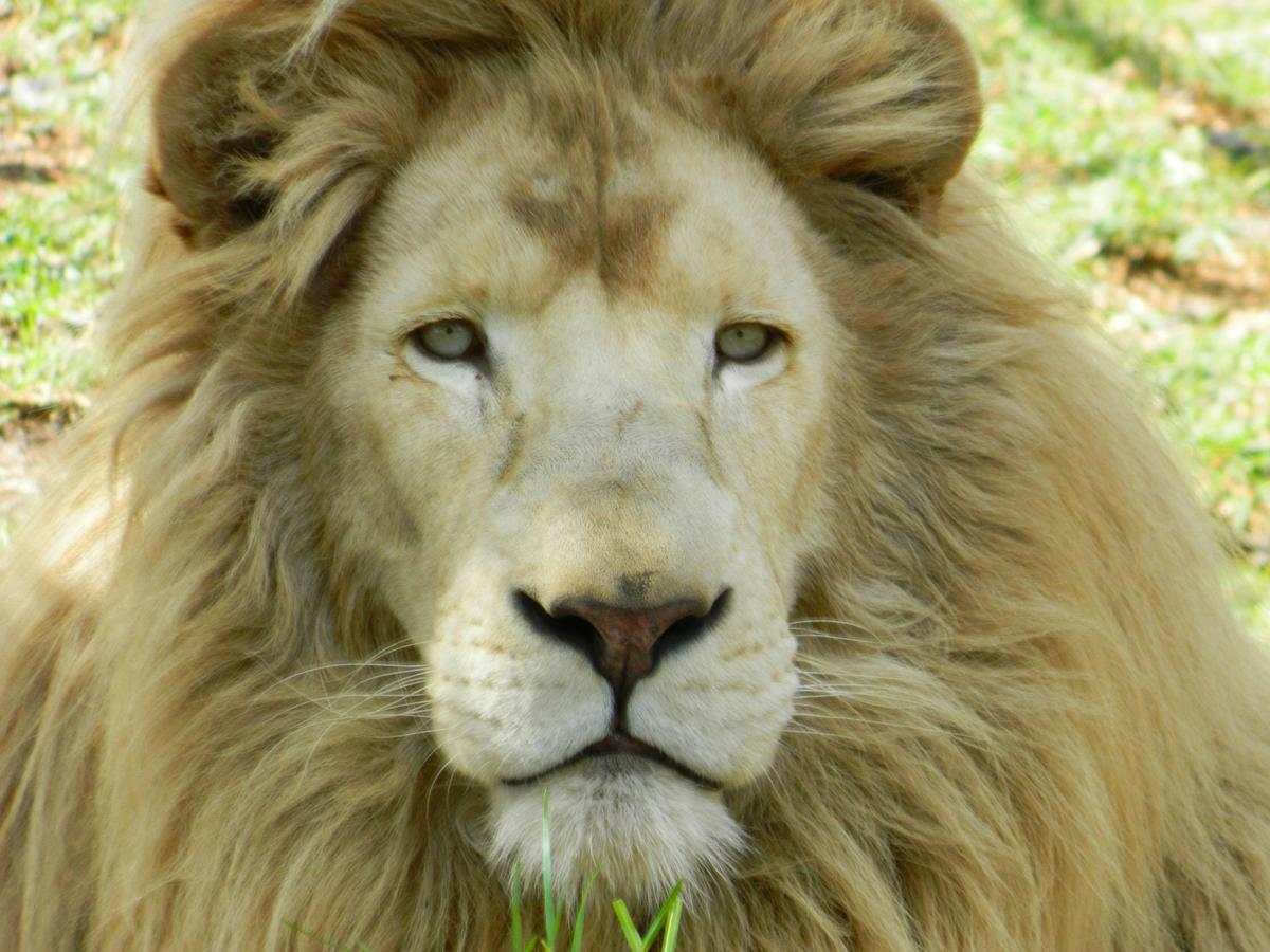 Rare White African Lion