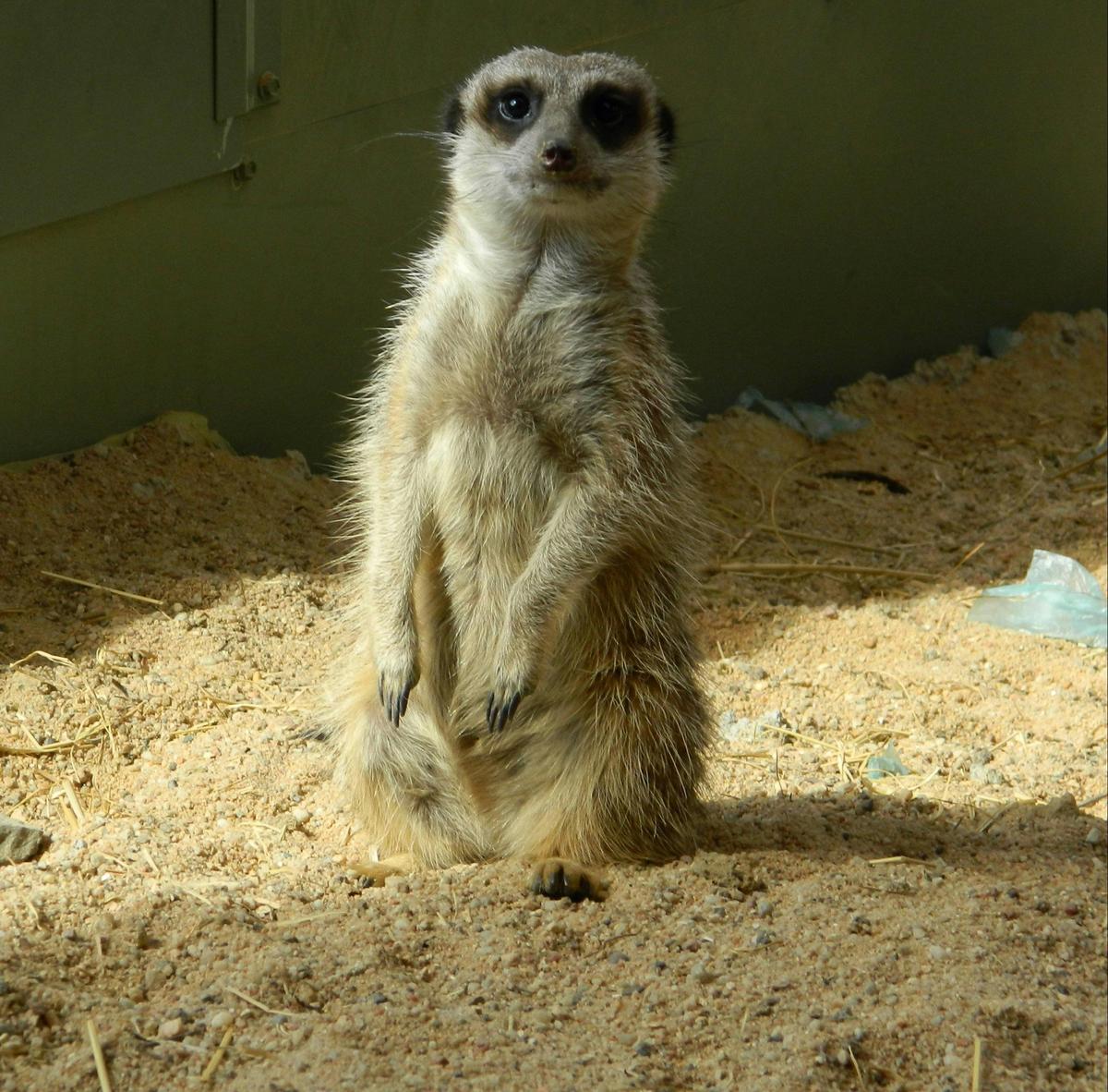 Meerkats
