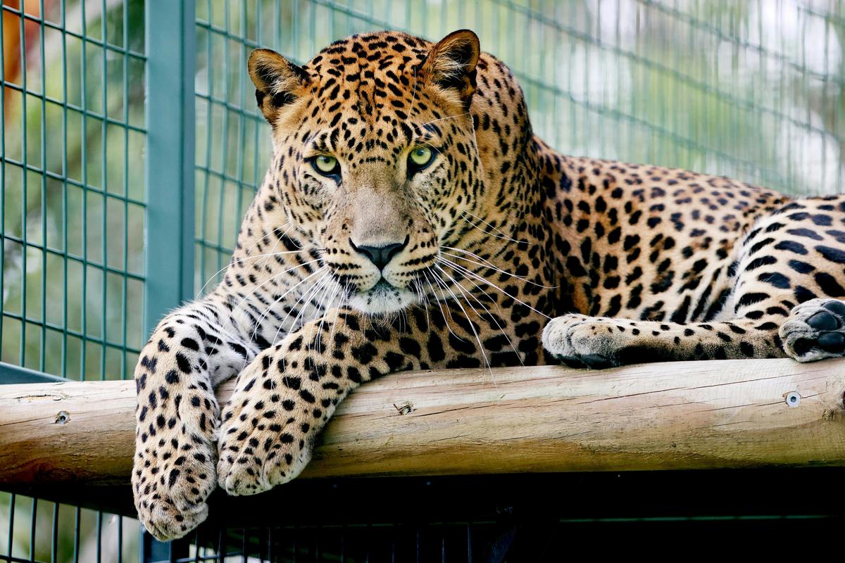 Sri Lankan Leopard