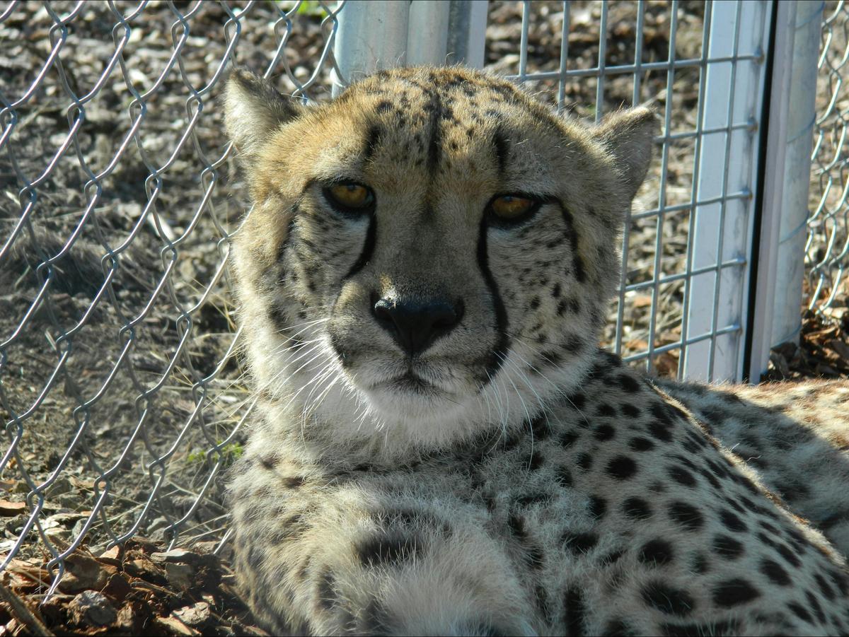 Cheetah