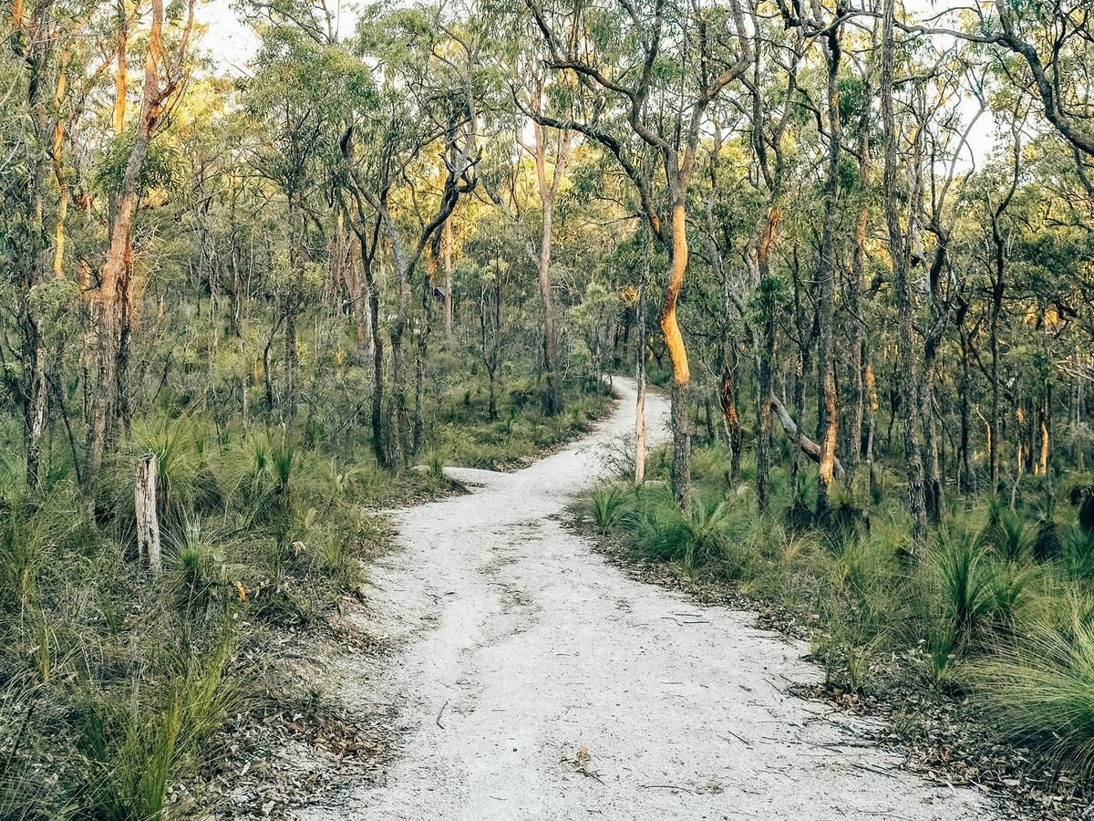Morning Bush Walk at Don and Christine Burnett Conservation Area, Redlands Coast QLD