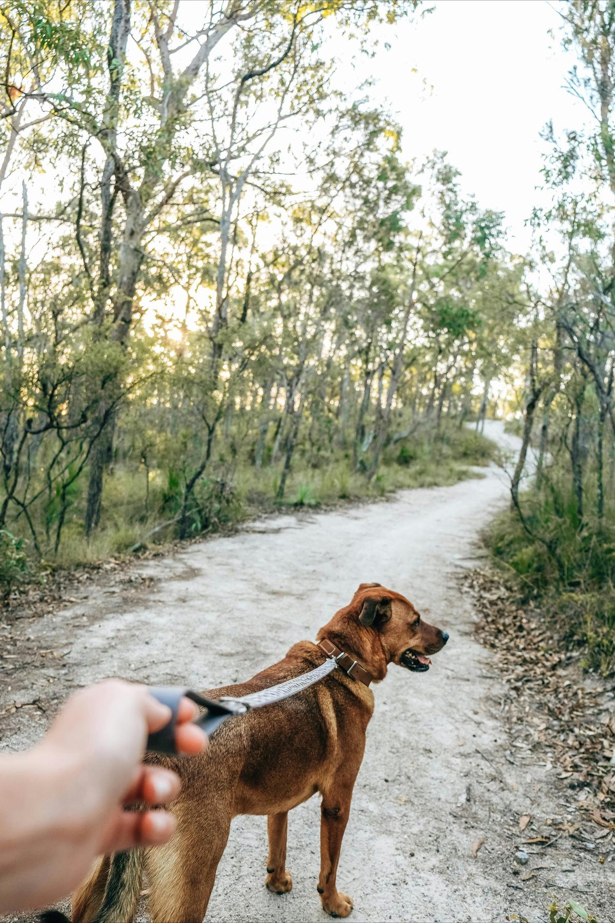 Dog Walking at Don and Christine Burnett Conservation Area, Redlands Coast QLD