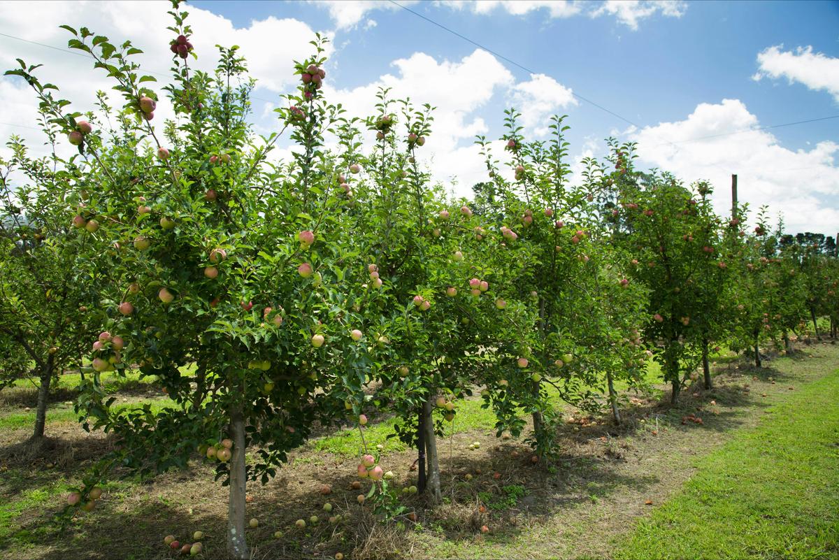 Apple orchard, Granite Belt