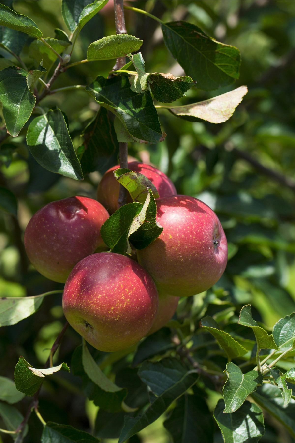 Apples, Granite Belt
