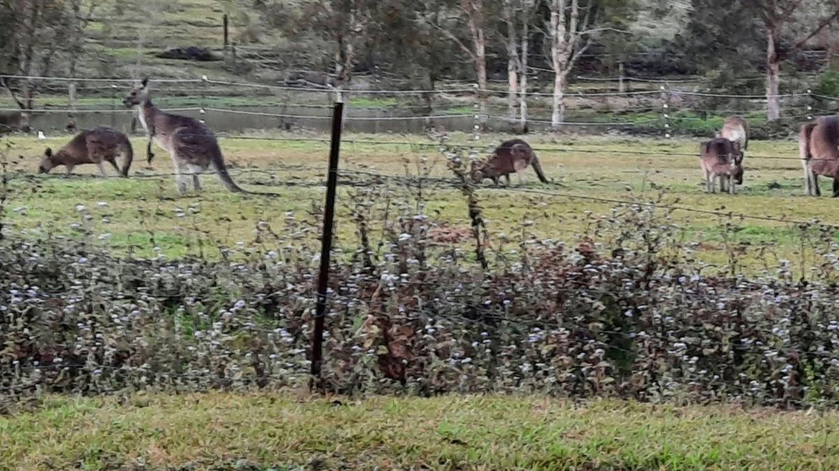Wildlife.