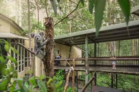 Daisy Hill Koala Centre