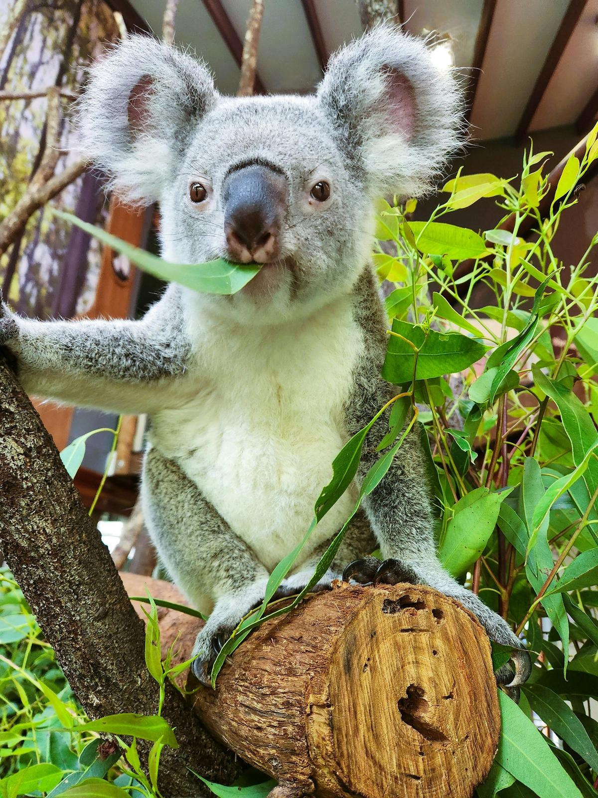 Meet Wynter the koala at Daisy Hill Koala Centre