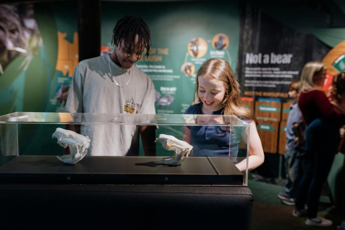 Learn, discover, and play at Daisy Hill Koala Centre.