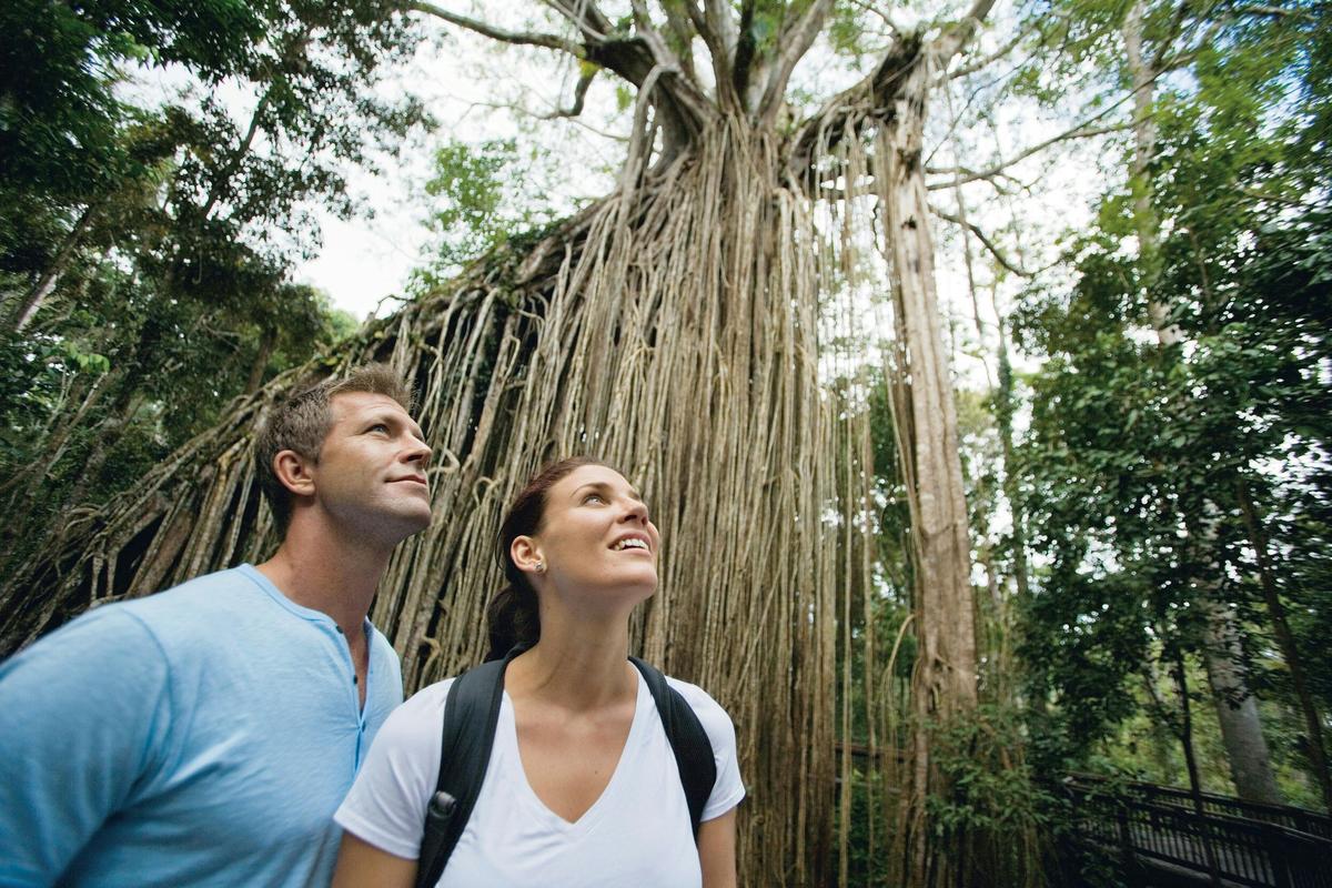 Curtain Fig National Park