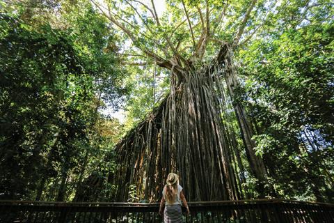 Curtain Fig National Park