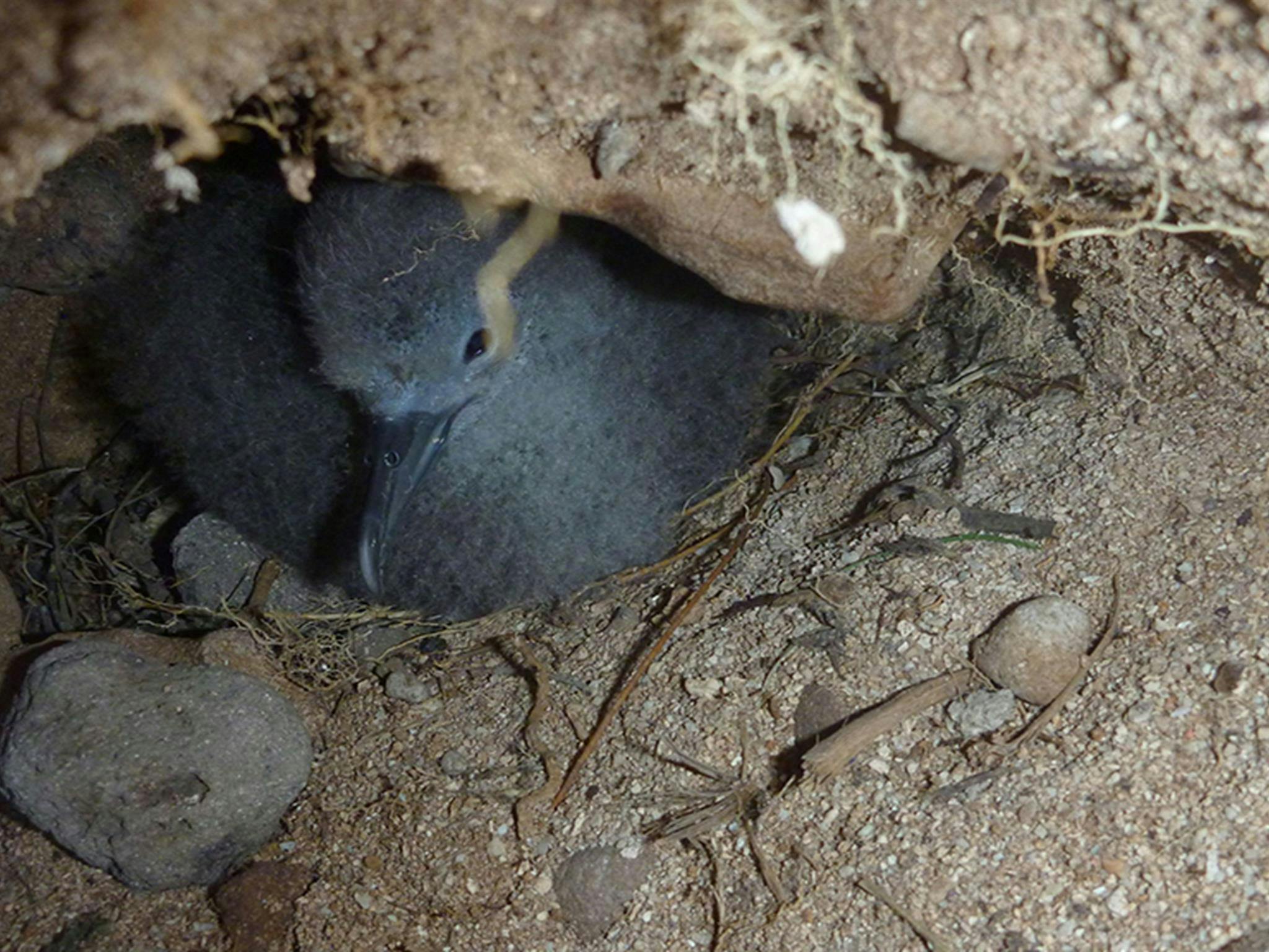 Wedge tailed shearwater muttonbird in an underground nest. Photo: Rosie Nicolai &copy; DCCEEW