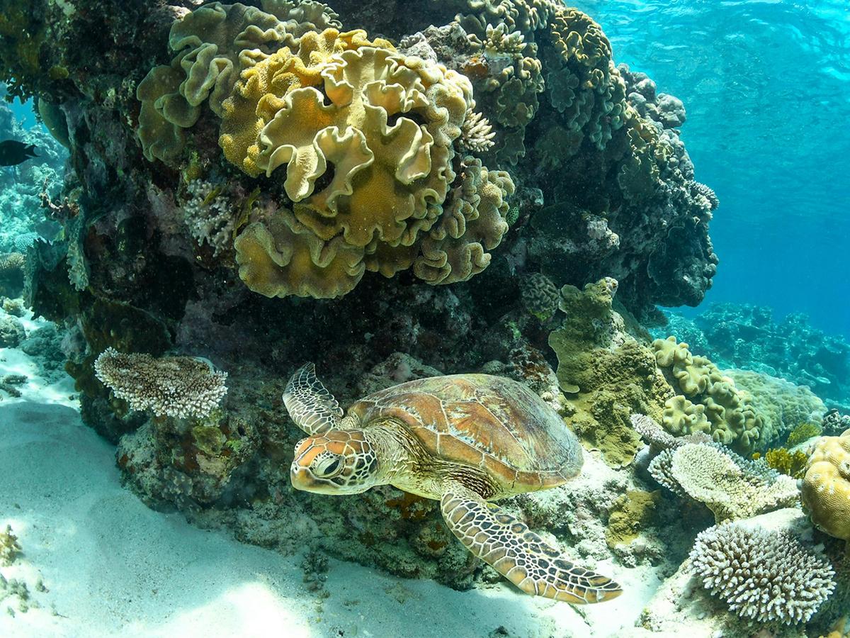 Evolution Outer Reef Cruise with SCUBA Dive