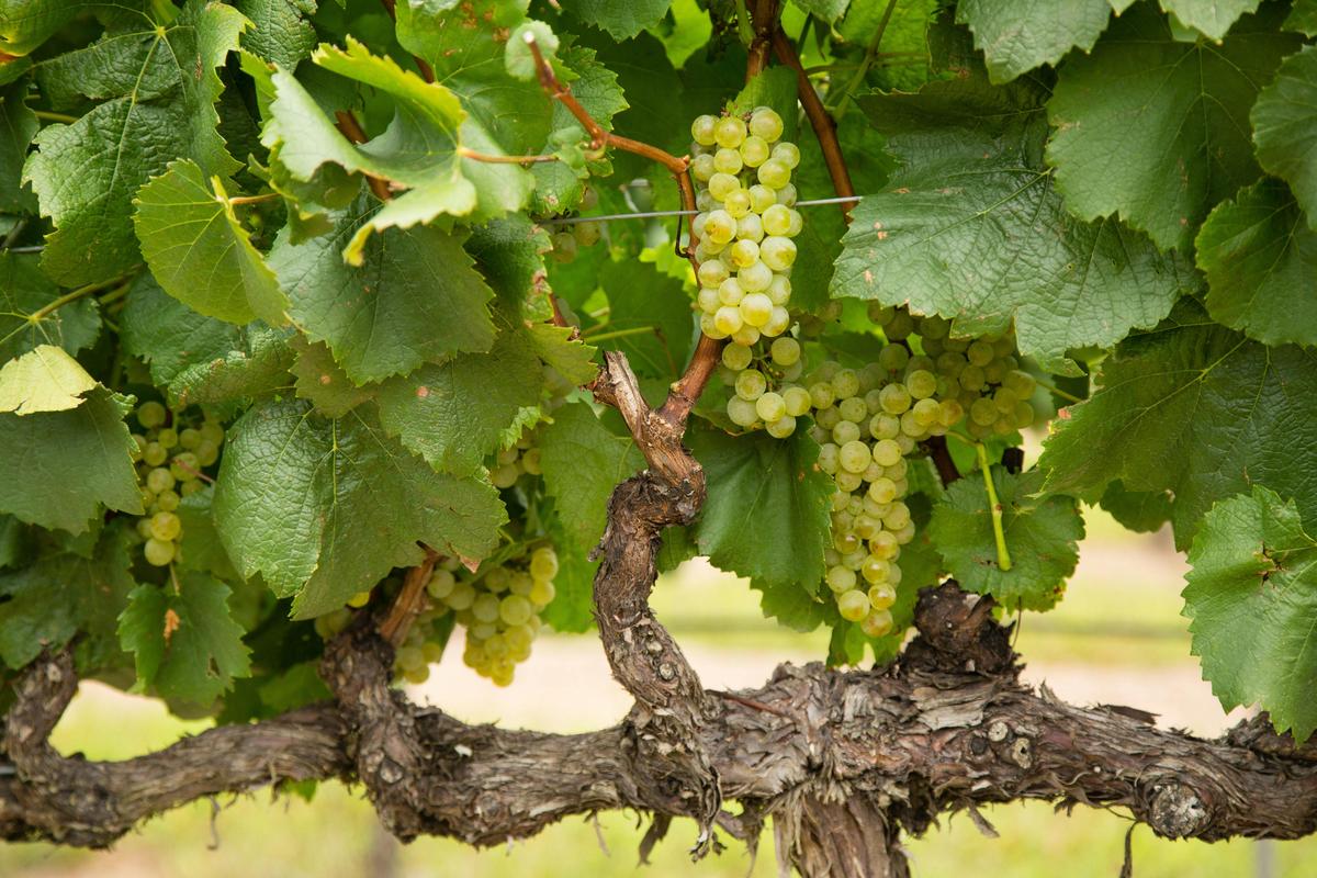 Winery, Granite Belt