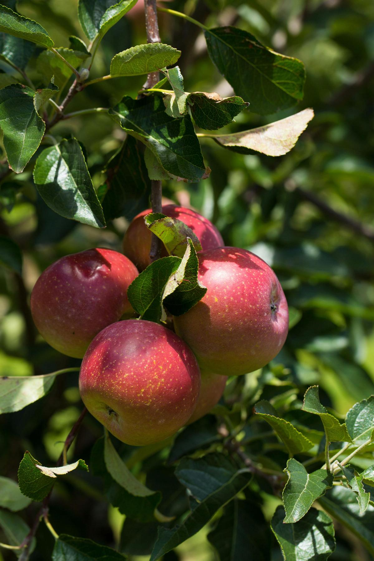 Apples, Granite Belt