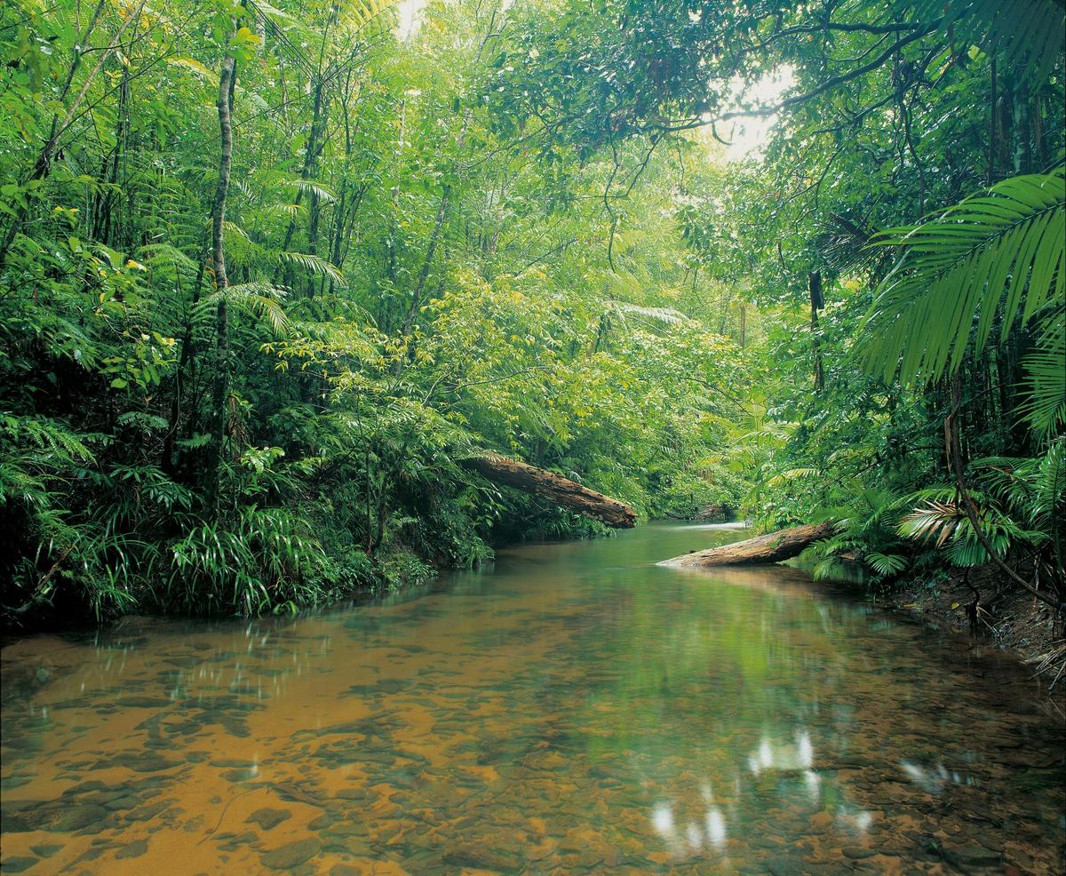 Lacey Creek, Djiru National Park