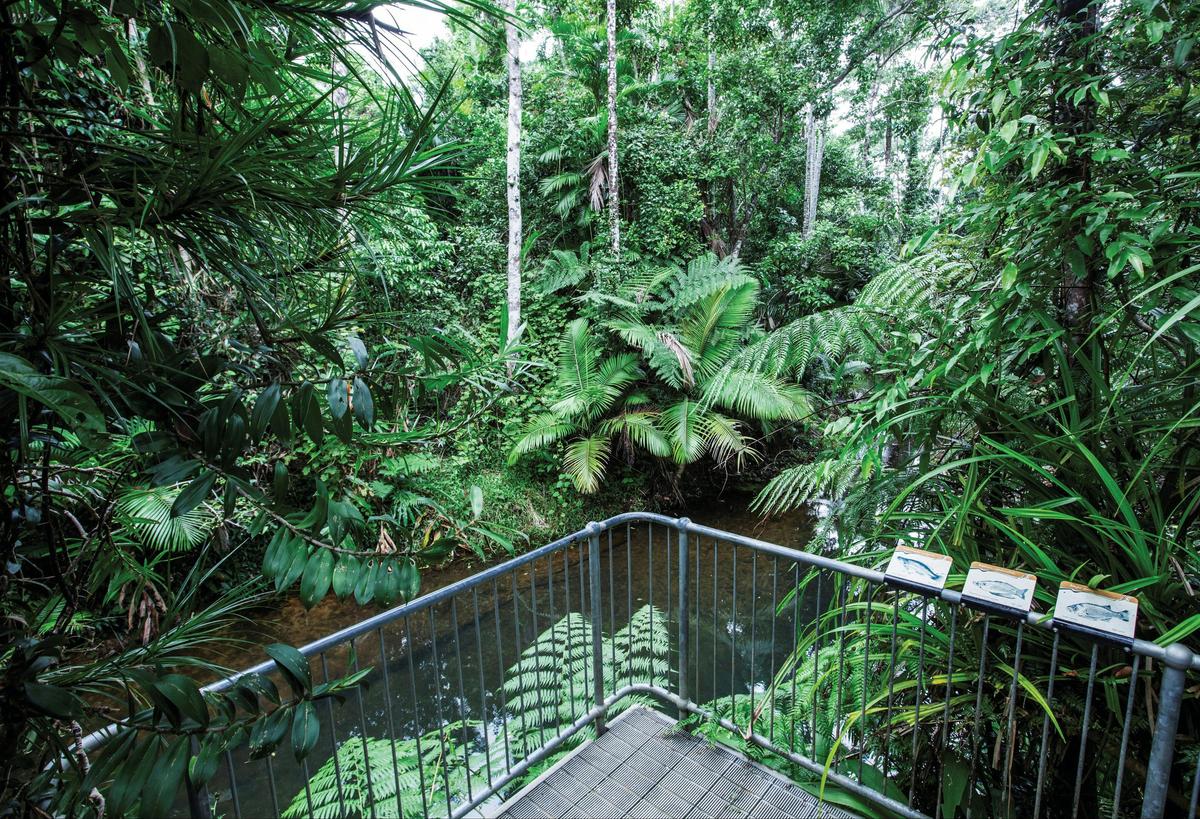 Viewing platform, Lacey Creek, Djiru National Park