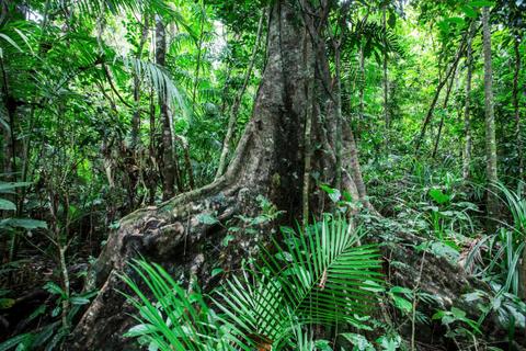 Djiru National Park