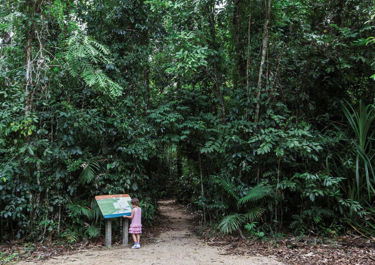 Walking track through lowland rainforest, Djiru National Park