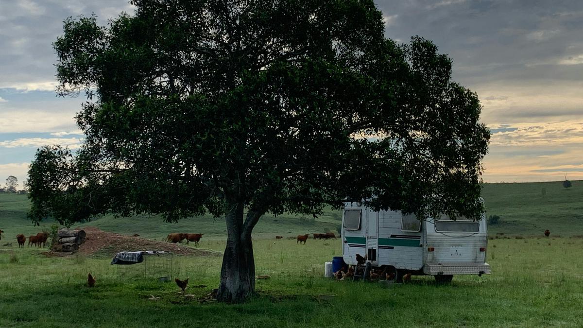 Free range chickens near their caravan home, with cattle in the background