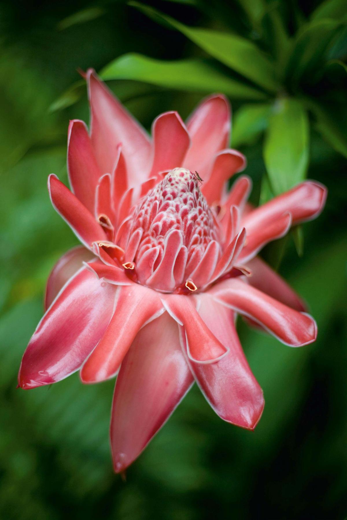 Cairns botanical gardens at Edge Hill
