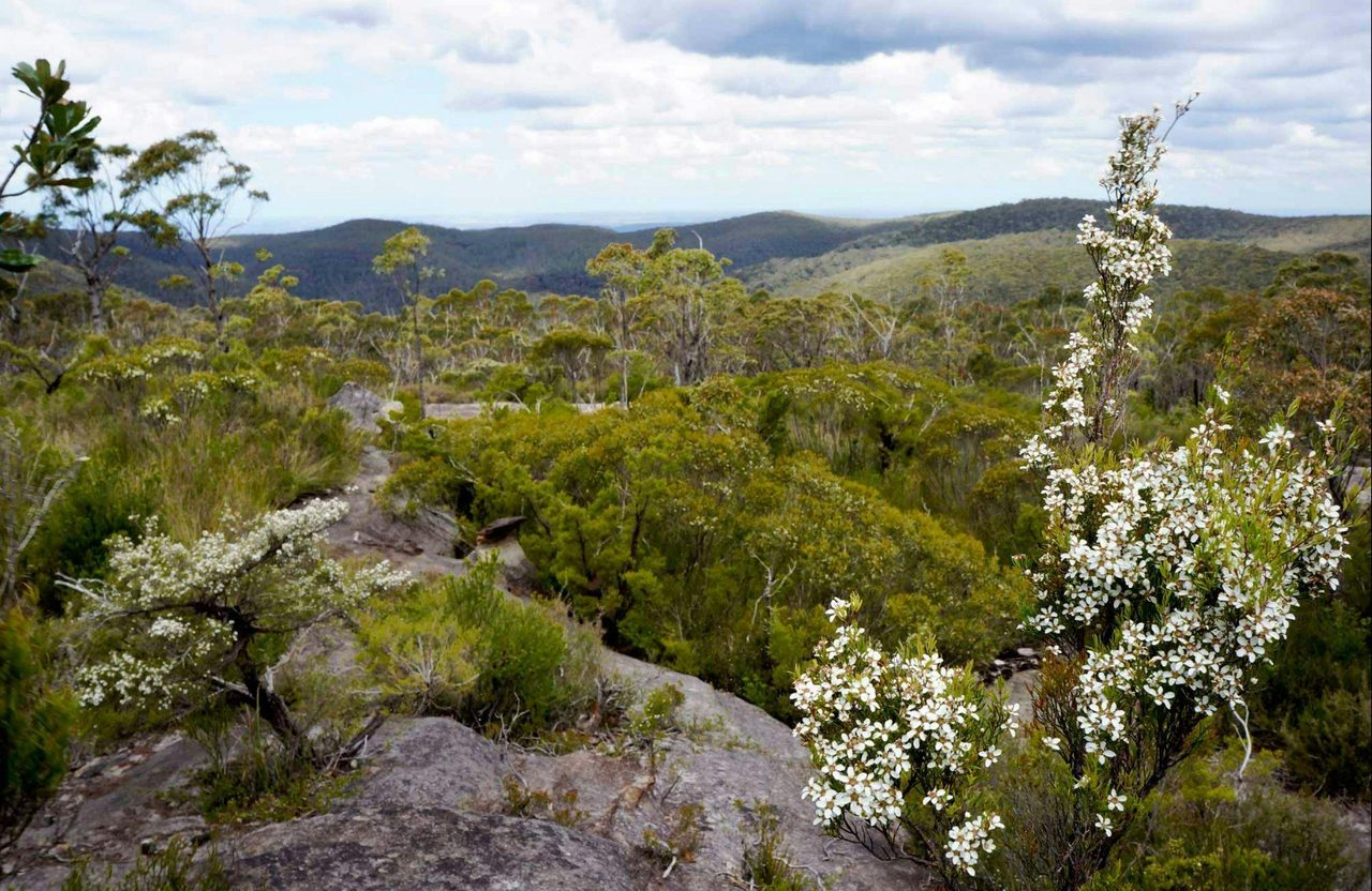 Murphy's Fire Trail - Wentworth Falls to Woodford, Blue Mountains National Park. Photo: Steve Alton