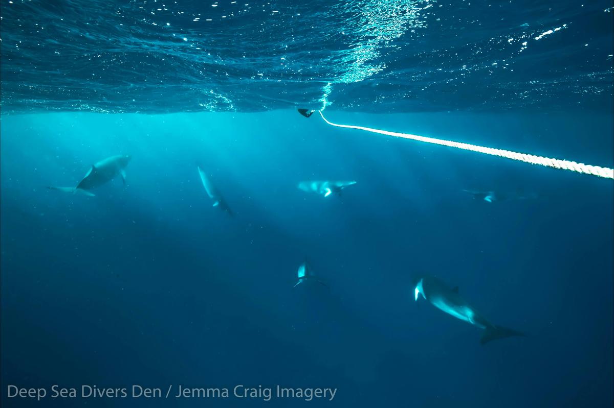 Minke Whale Expedition from Cairns