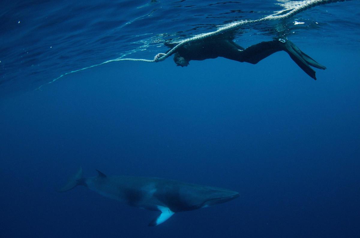 Minke Whale Expedition from Cairns