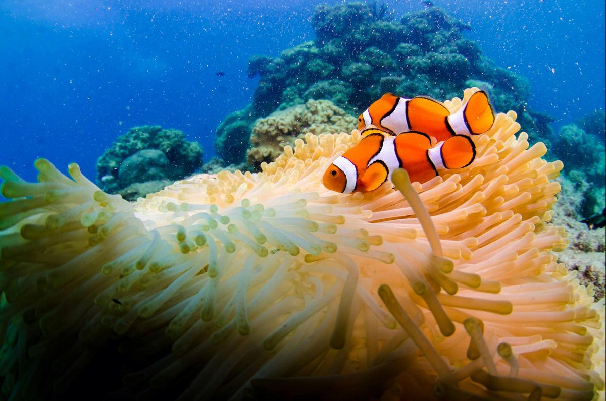 PADI Open Water Course - 4 Day 1 Night Liveaboard