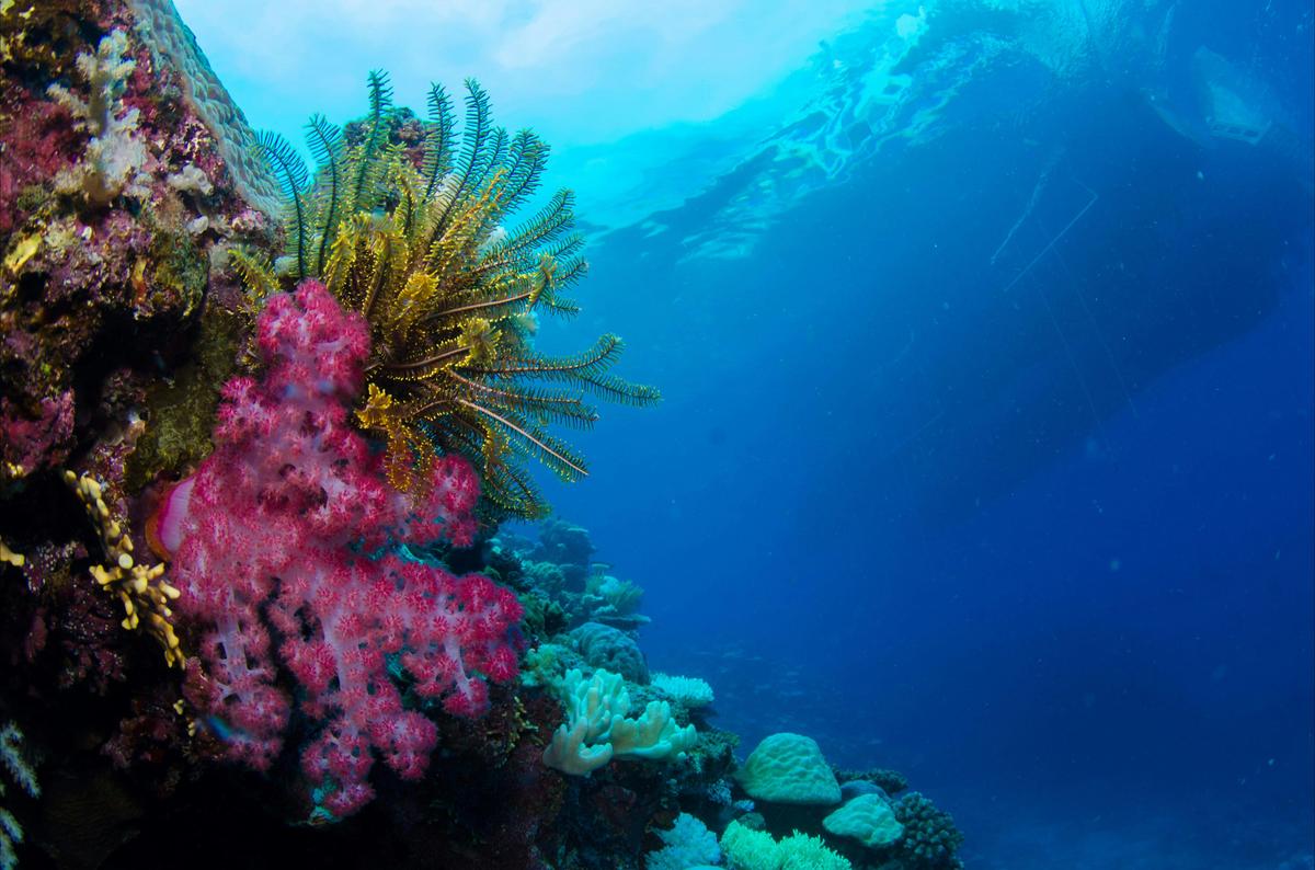 PADI Four Day Open Water Course (Day Trips)