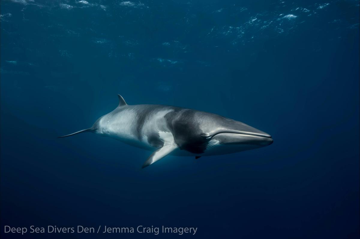 Minke Whale Expedition from Cairns
