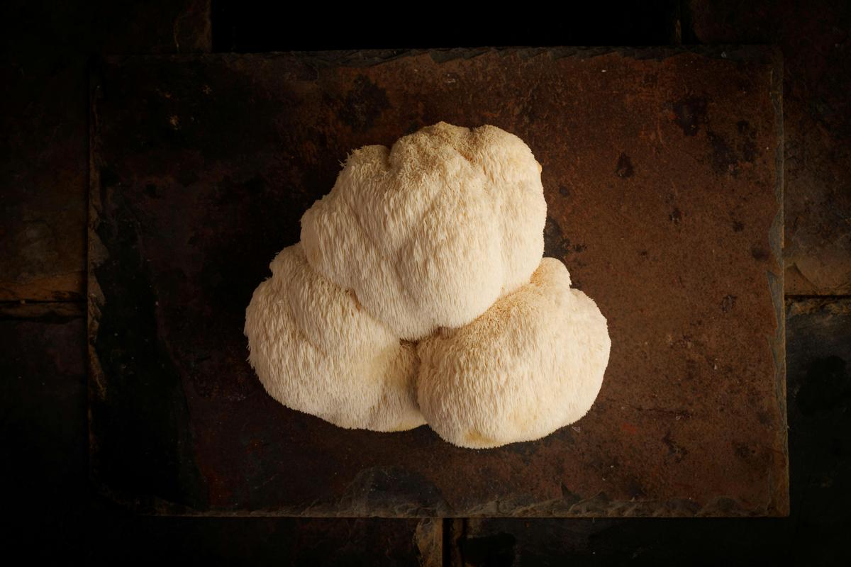 Lion's Mane mushroom, grown at Eastwell Farms